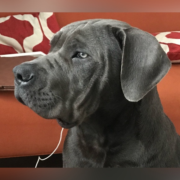 Flyer For LIVE SHOW specializing in Dior & random lux brand pulls w/ low starts - Picture 5 of 14